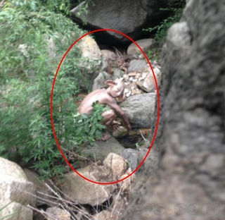 Illustration for article titled Chinese Monster Hoax Wasn't Really Gollum, But a Video Game Ad
